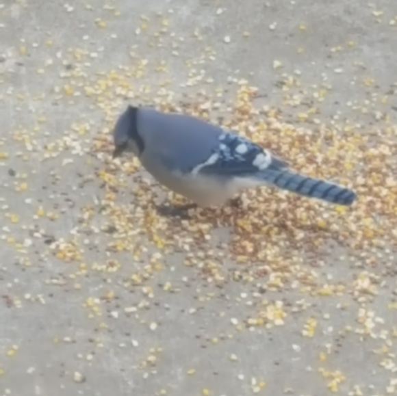 Meet your Posher, Brigitte - Picture 1 of 1